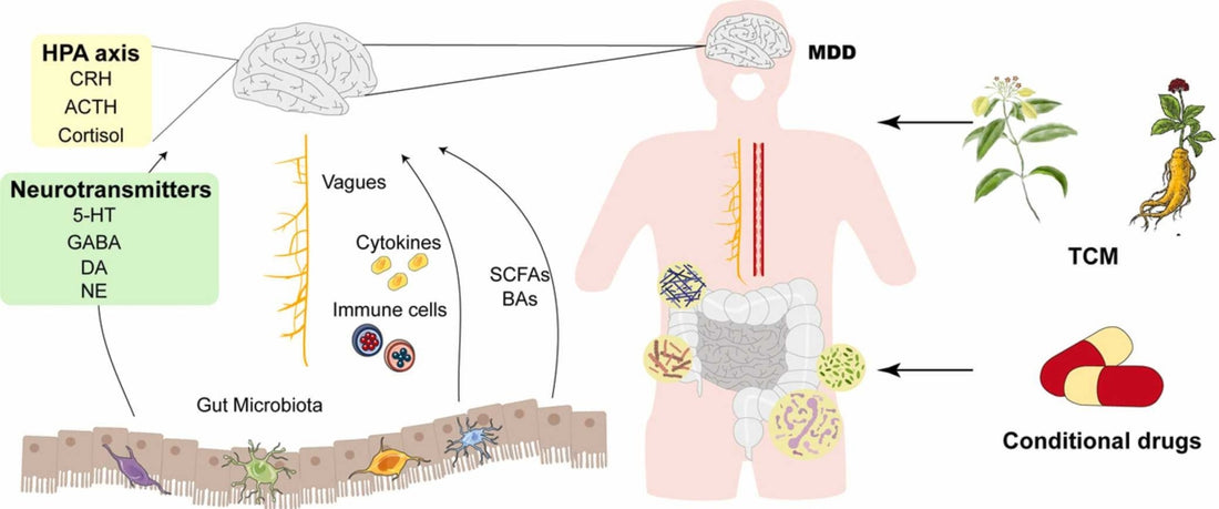 Microbiota: A New Frontier in regulating depression