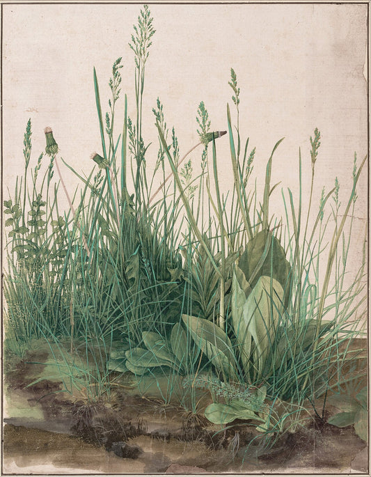 Albrecht Dürer, The Large Piece of Turf, 1503