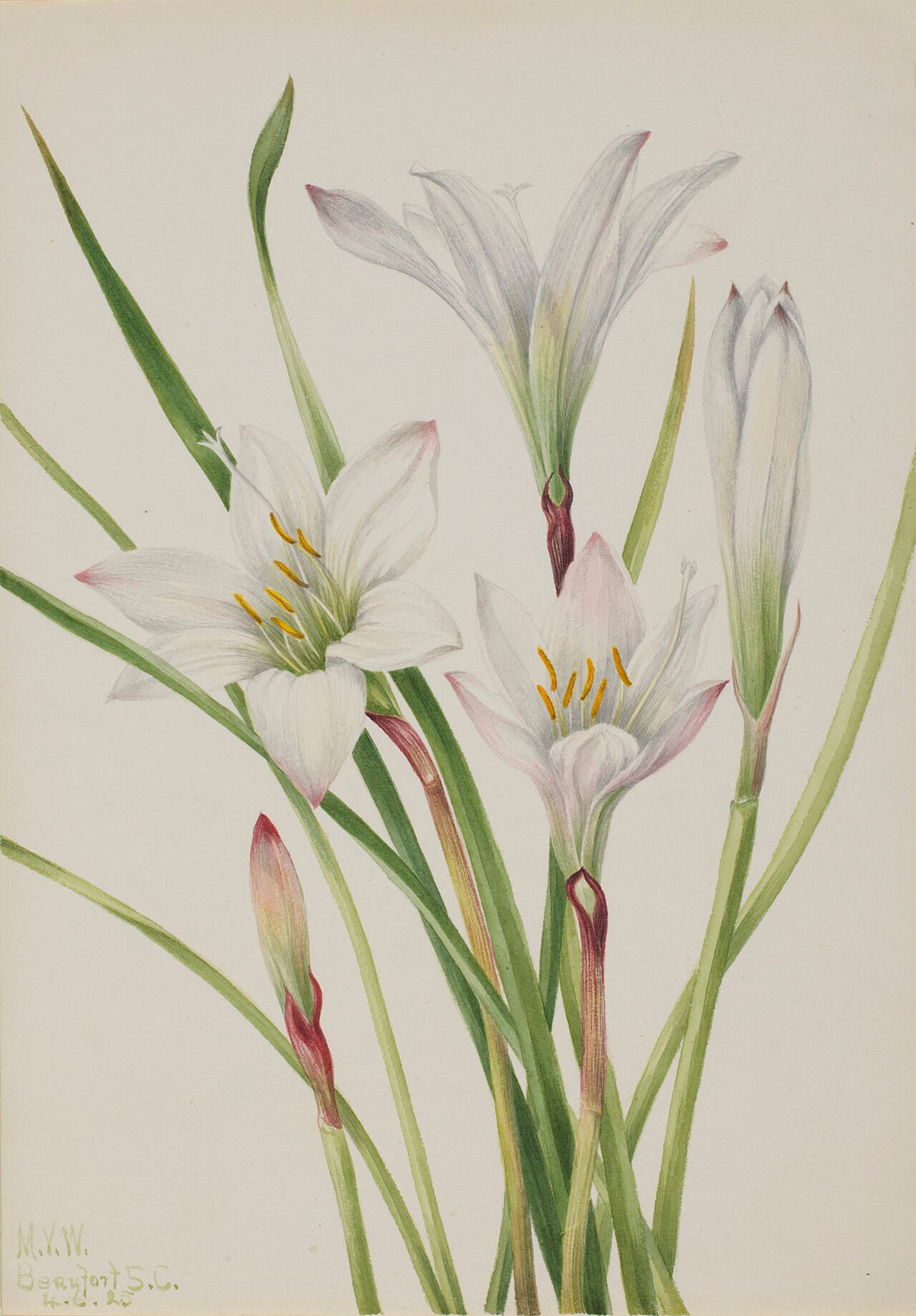 Atamasco Lily, Mary Vaux Walcott, Smithsonian American Art Museum