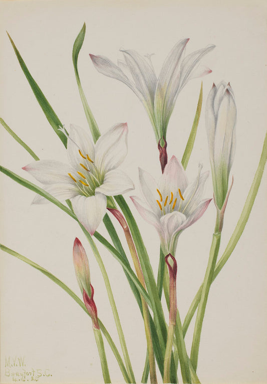 Atamasco Lily, Mary Vaux Walcott, Smithsonian American Art Museum