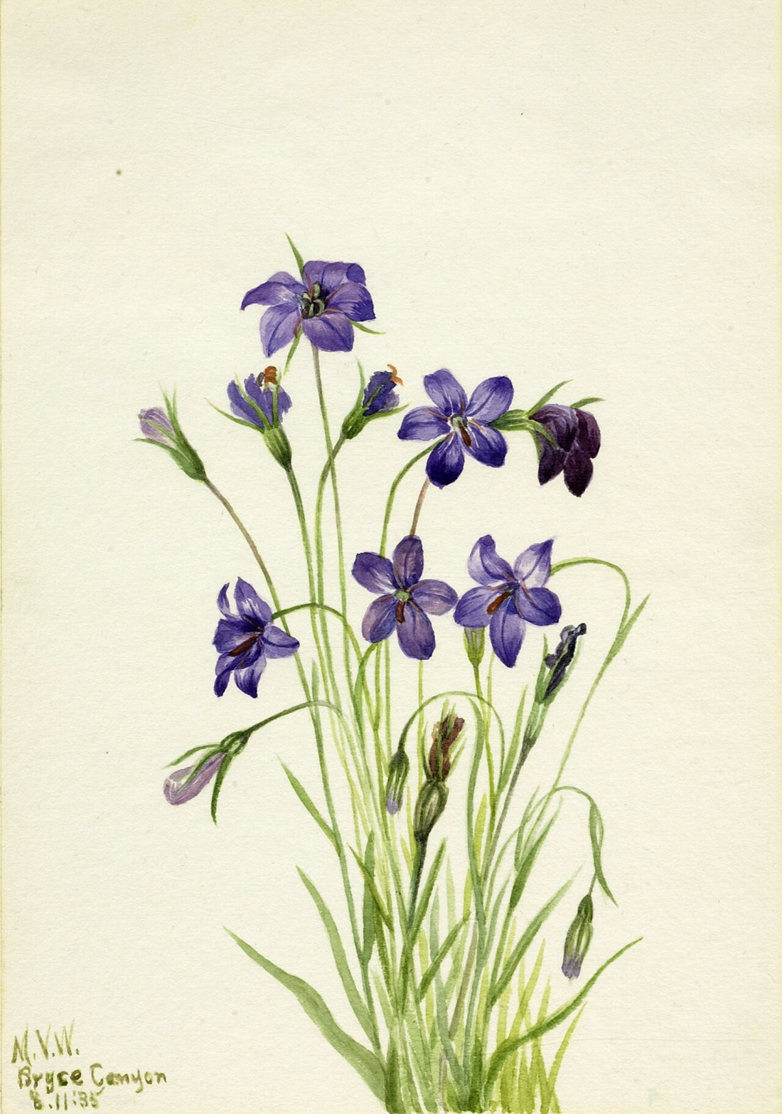 Bellflower (Campanula), Mary Vaux Walcott, Smithsonian American Art Museum