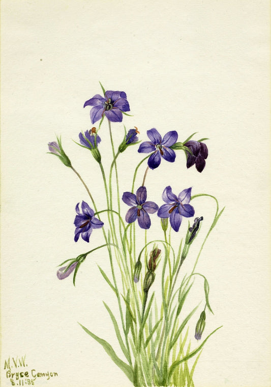 Bellflower (Campanula), Mary Vaux Walcott, Smithsonian American Art Museum