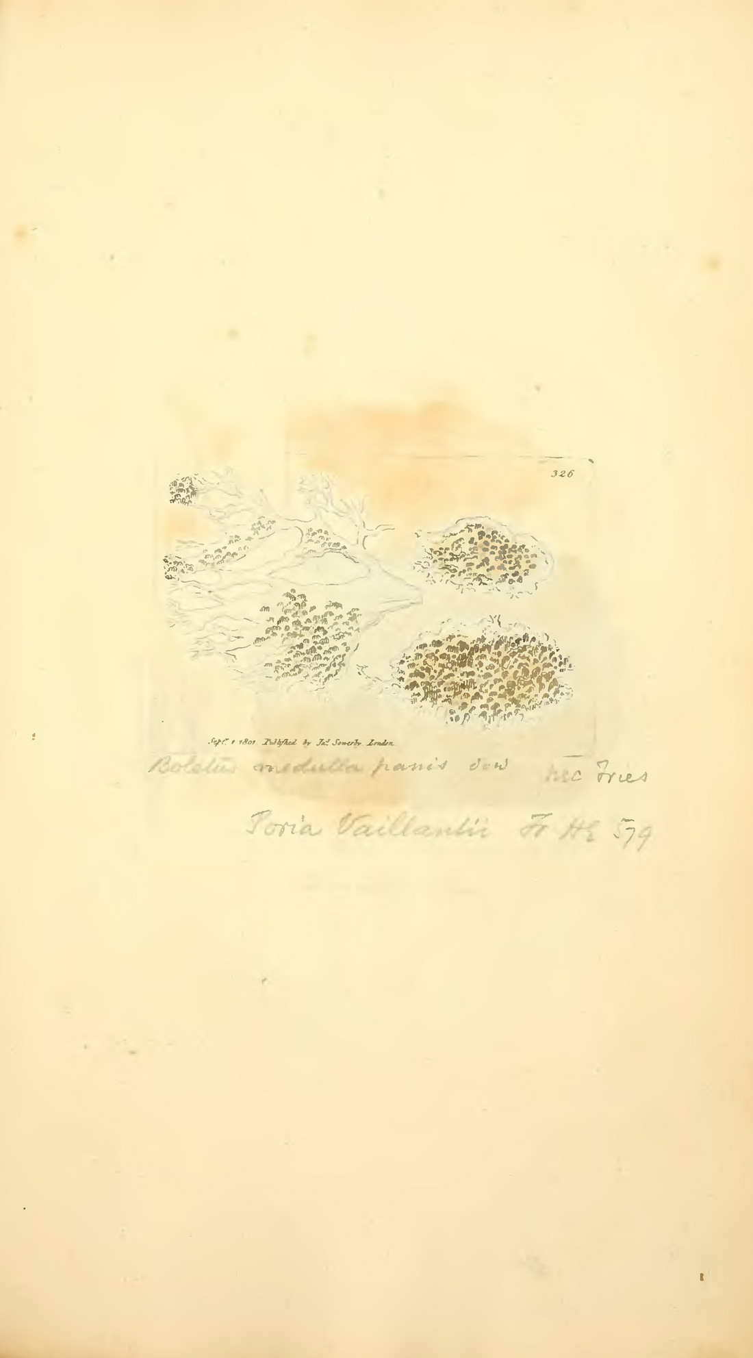 Coloured Figures of English Fungi or Mushrooms, Sowerby 1797
