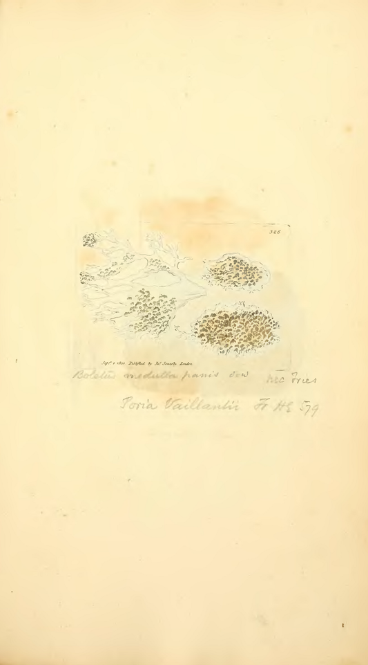 Coloured Figures of English Fungi or Mushrooms, Sowerby 1797