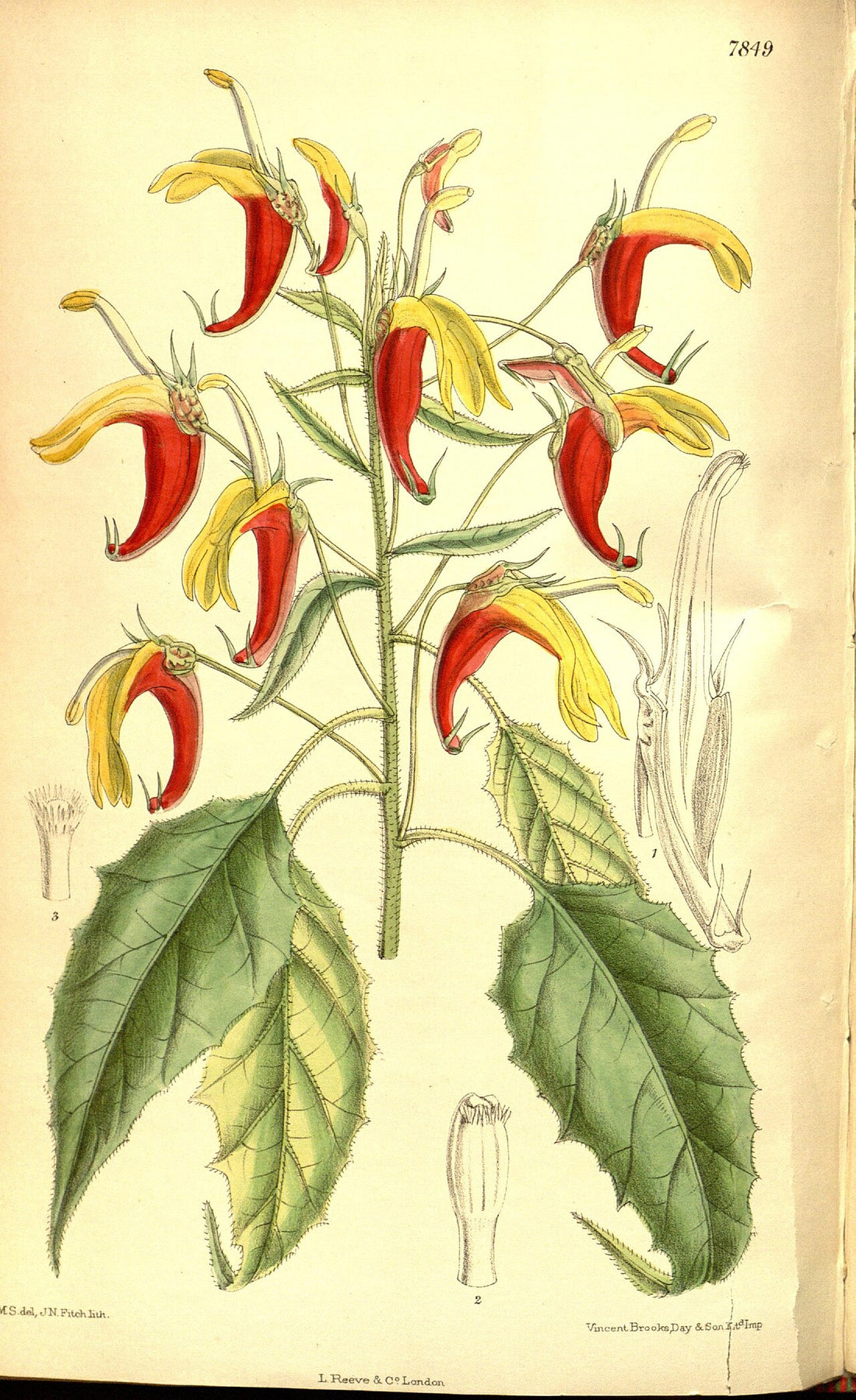 Curtis's Botanical Magazine, Plate 7849