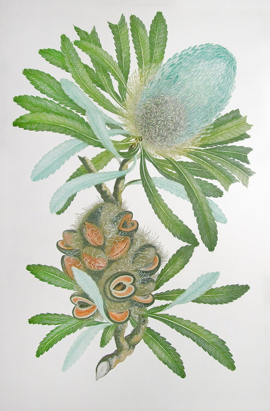 Plate from Banks' Florilegium (1768-1771)