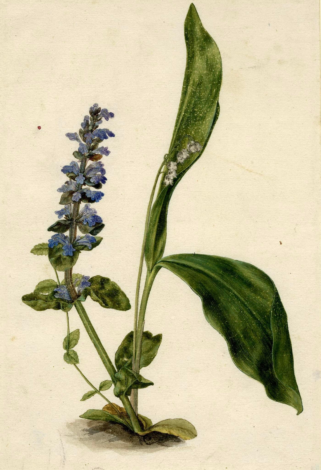 Albrecht Dürer, Two Plants: Lily-of-the-valley and Bugle, 1502-1507