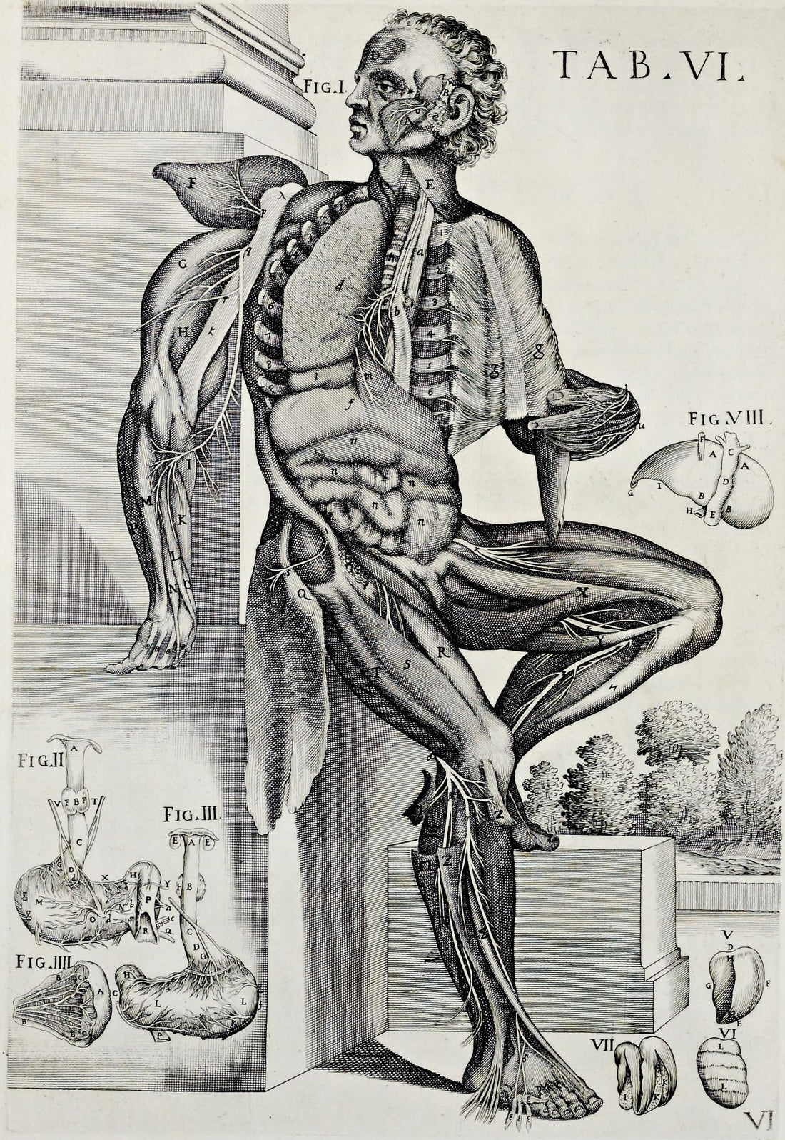 Historical anatomical engraving of the intestines