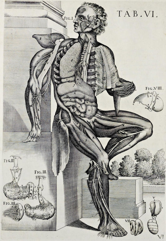 Historical anatomical engraving of the intestines