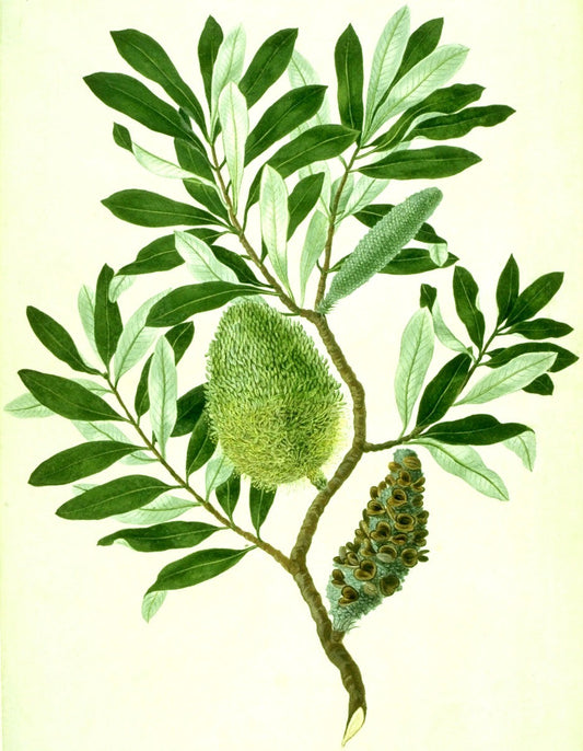 Banksia integrifolia, Banks' Florilegium watercolour