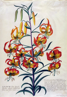 Botanical illustration of Lilium superbum