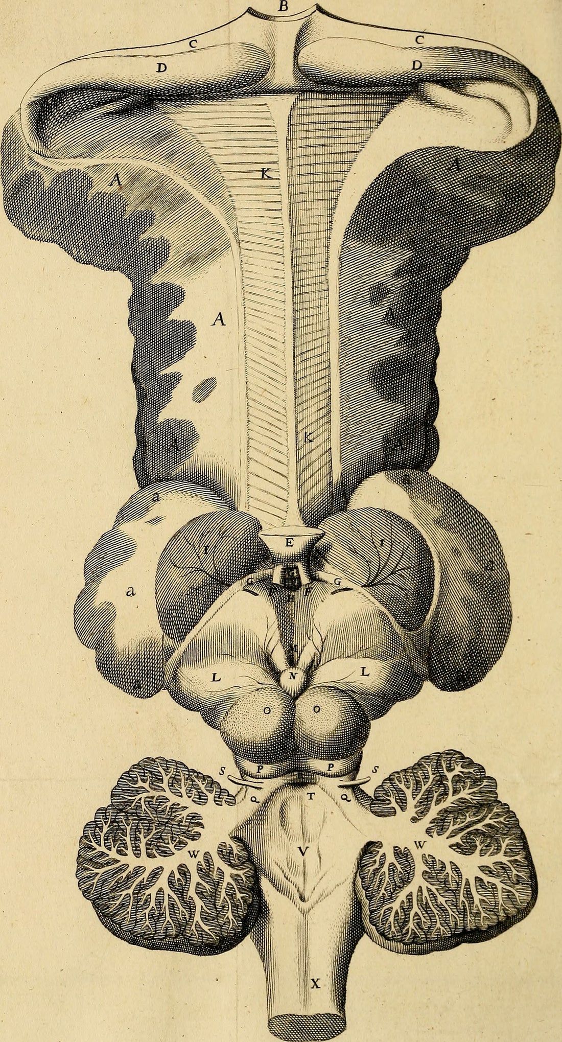 Thomas Willis, Cerebri Anatome (1664), historical brain illustration