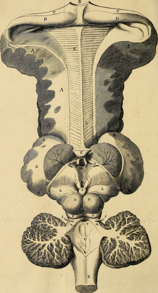 Thomas Willis, Cerebri Anatome (1664), historical brain illustration