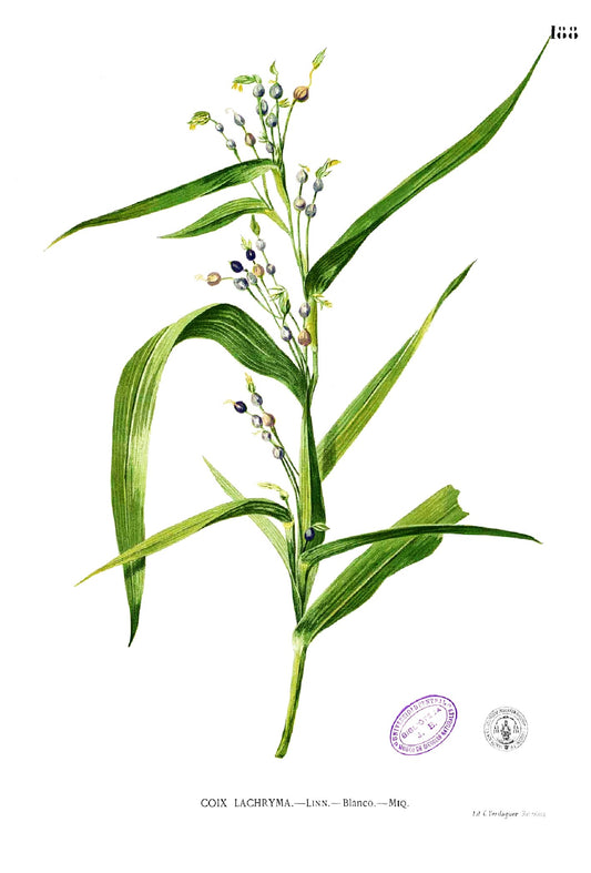 Coix lacryma-jobi botanical illustration, Blanco 1837