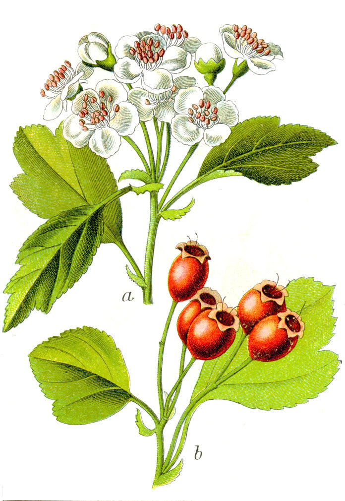 Crataegus species, Sturm's Flora von Deutschland