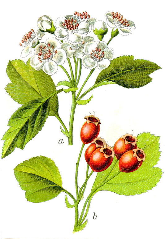 Crataegus species, Sturm's Flora von Deutschland