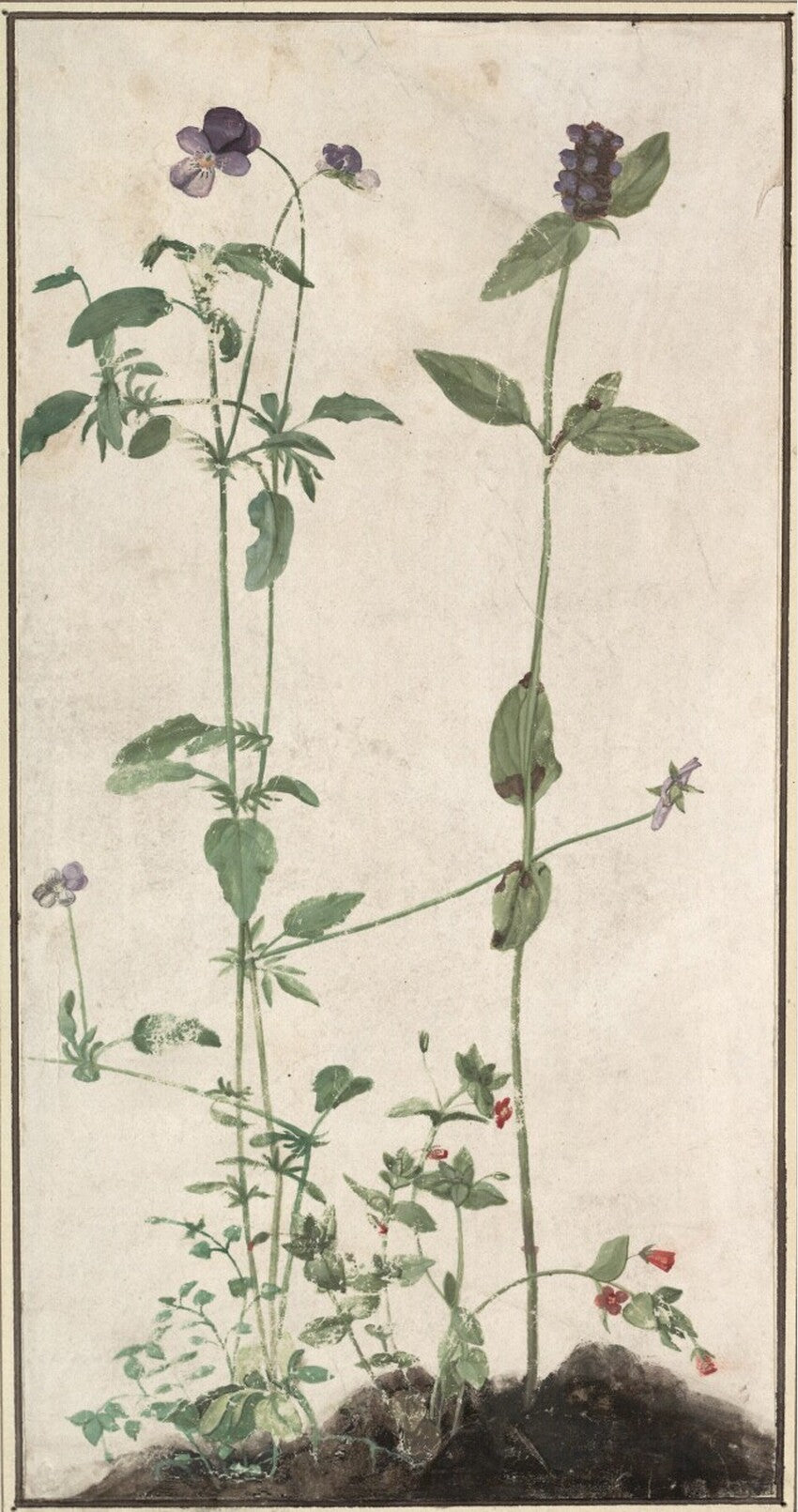 Albrecht Dürer, Die vier Heilkräuter (Four Medicinal Herbs)