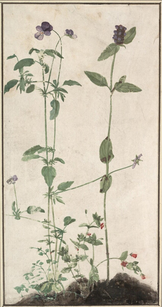 Albrecht Dürer, Die vier Heilkräuter (Four Medicinal Herbs)