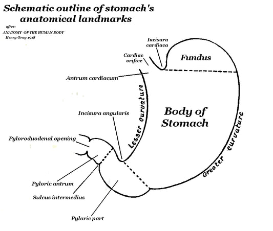 Anatomical illustration of the human stomach