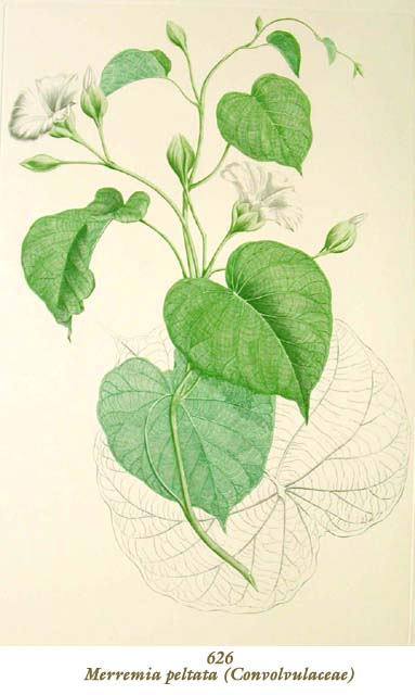 Merremia peltata, Banks' Florilegium plate 626