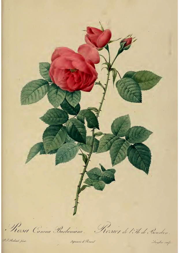 Rosa Canina Burboniana, Pierre-Joseph Redouté