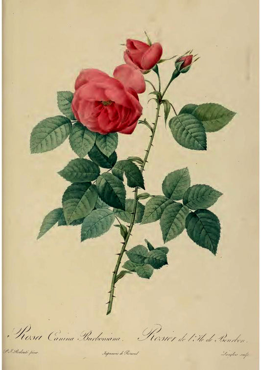 Rosa Canina Burboniana, Pierre-Joseph Redouté
