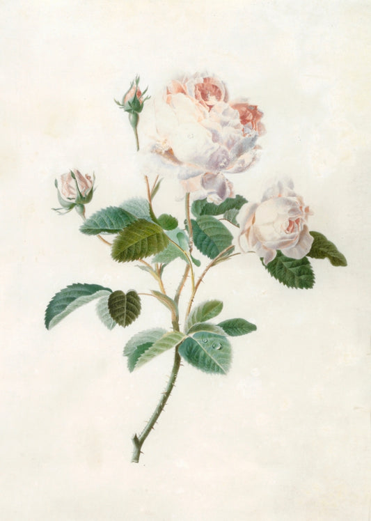 Rose by Pierre-Joseph Redouté (1759-1840)