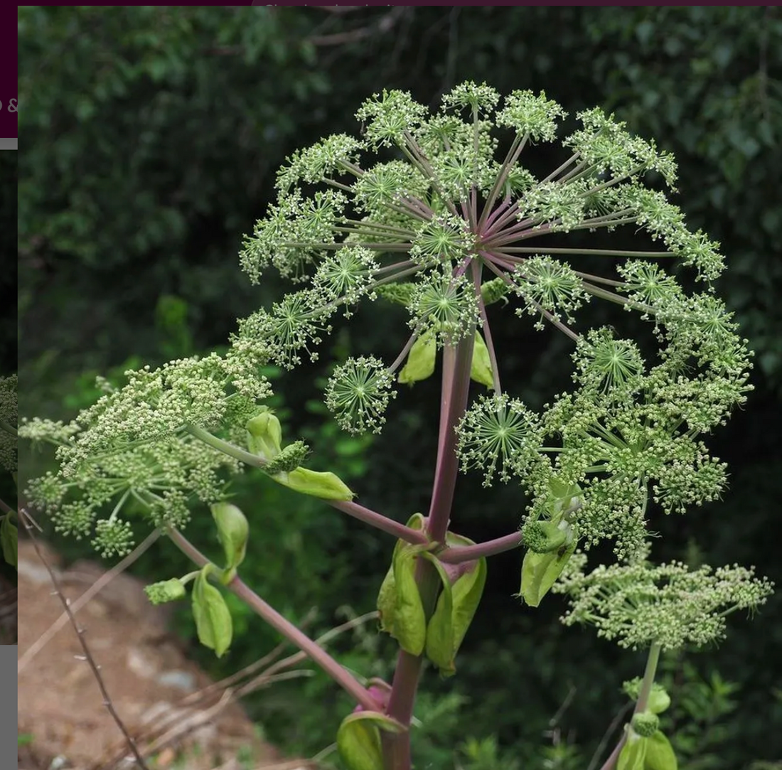 Discovering Angelica dahurica and Gut Microbiota