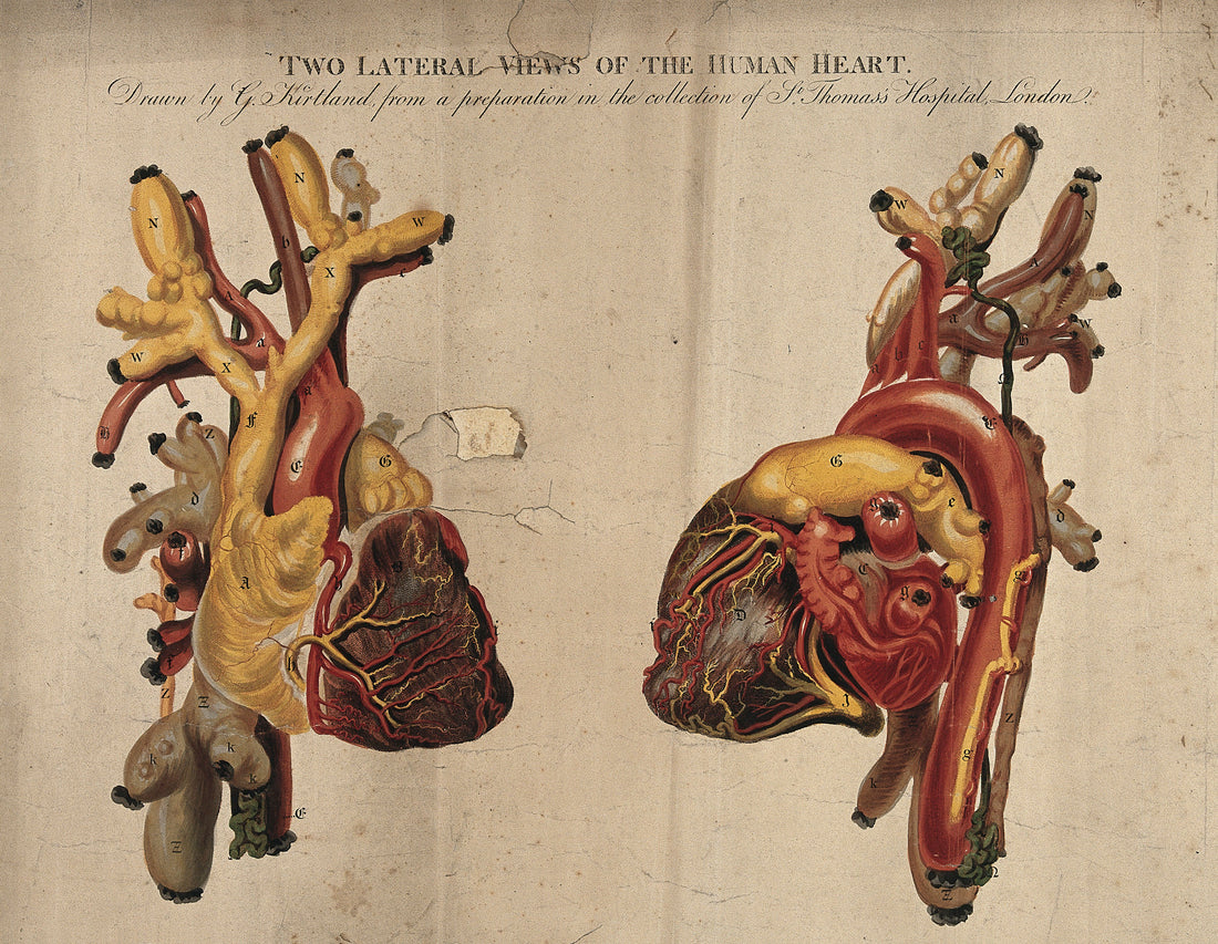 Two lateral views of the human heart, coloured engraving by G. Kirtland (1806)