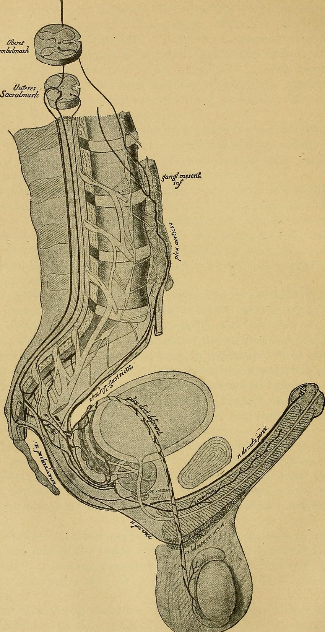 Historical diagram of the autonomic nervous system (1919)