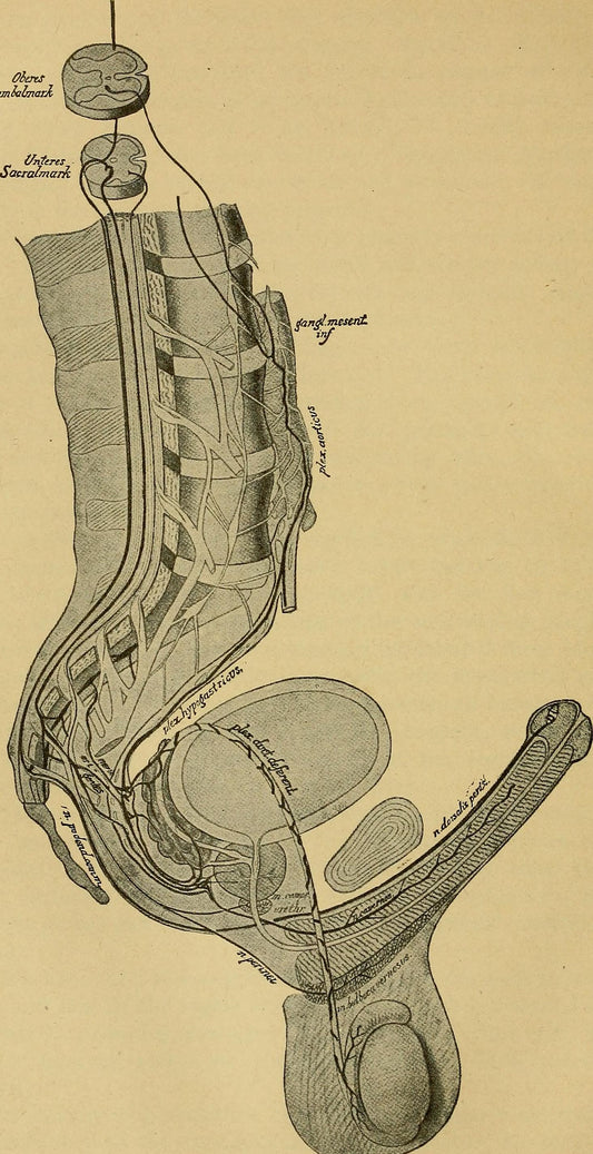 Historical diagram of the autonomic nervous system (1919)