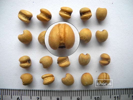 How the Coix seeds in Chorus help fix damage from Pregabalin