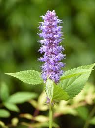 Agastache: A Garden Friend for Your Tummy Troubles