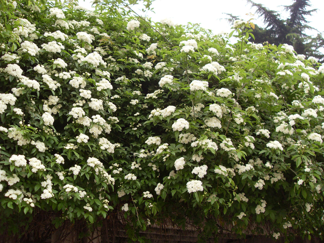 The Wonders of Radix Aucklandiae: Nature's Aid for Gut Health