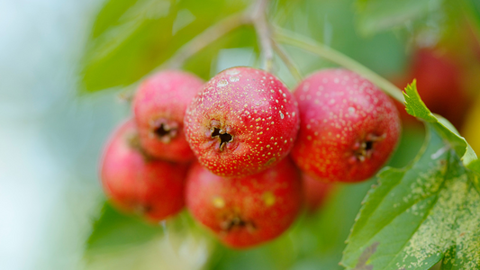 6 Surprising Benefits of Hawthorne